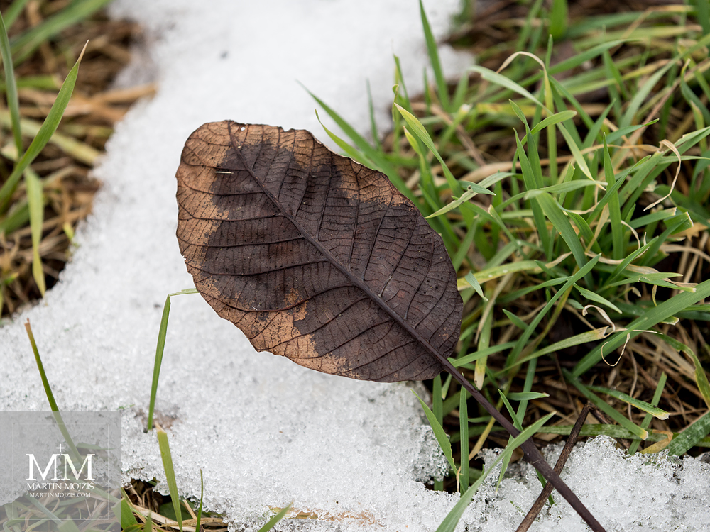 A leaf in the grass. Photograph created with Olympus M. Zuiko digital ED 40 – 150 mm 1:2.8 PRO.